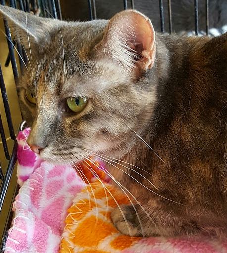 Pet Supply Store «Pet Supplies Plus», reviews and photos, 9 Waukegan Rd, Deerfield, IL 60015, USA