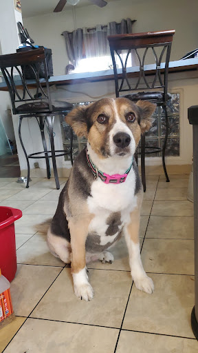 Pet Supply Store «Pet Supplies Plus», reviews and photos, 12662 Rockside Rd, Garfield Heights, OH 44125, USA