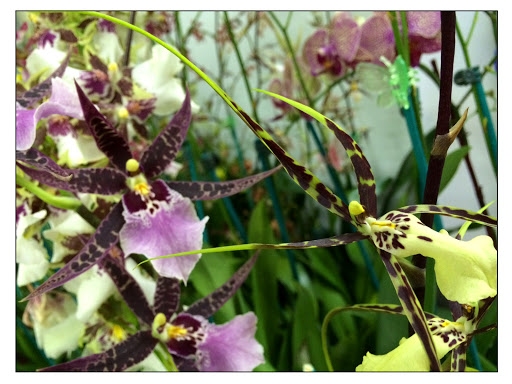 Florist «Potomac Wholesaler», reviews and photos, 2403 Linden Ln, Silver Spring, MD 20910, USA