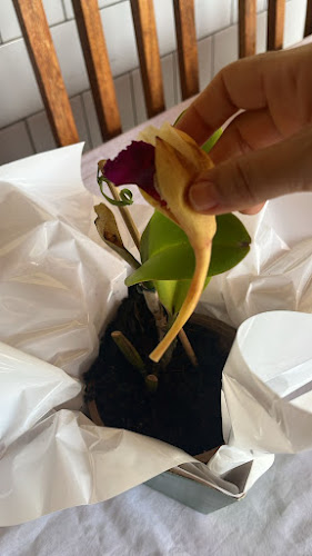 Avaliações sobre Floricultura Pampulha em Belo Horizonte - Floricultura