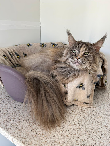 Priderock Boarding Cattery