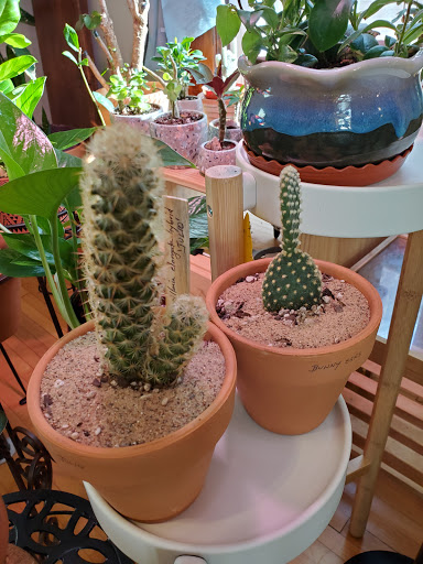 Fractal Cactus