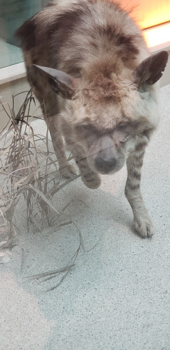 Gift Shop «Smithsonian Museum of Natural History Gift Shops», reviews and photos, 10th St NW & Constitution Avenue Northwest, Washington, DC 20004, USA