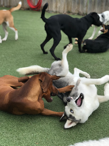 Pet Store «Happy, Clean and Smart», reviews and photos, 5700 W Kilgore Ave, Muncie, IN 47304, USA