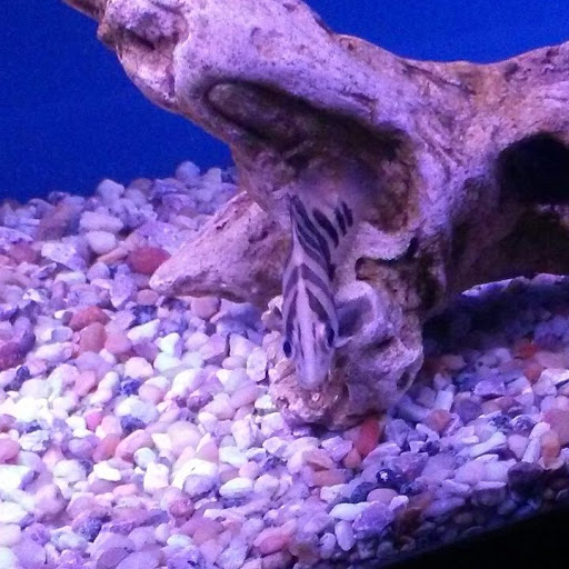 Aquarium «Crystal Reef Aquariums», reviews and photos, 311 Pass Rd, Gulfport, MS 39507, USA