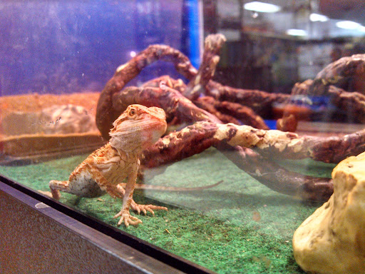 Pet Store «Petland», reviews and photos, 5470 Dixie Hwy, Fairfield, OH 45014, USA