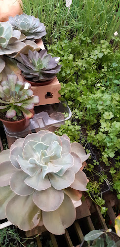 Comentários e avaliações sobre Plantas Tarumã