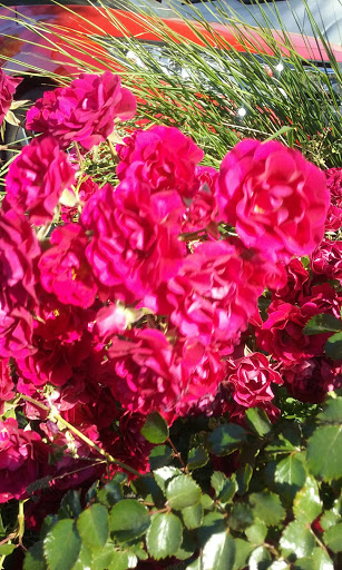 Grocery Store «Grocery Outlet Bargain Market», reviews and photos, 845 Harbor Blvd, West Sacramento, CA 95691, USA