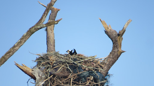 Nature Preserve «Lake Apopka Wildlife Drive», reviews and photos, 2803 Lust Rd, Apopka, FL 32703, USA