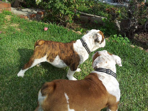 Pet Store «Inez Pet Shop», reviews and photos, 3825 Whittier Blvd, Los Angeles, CA 90023, USA