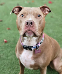 K9 Master Dog Training - Photo 2 - Car repair in San Mateo, CA, San Mateo