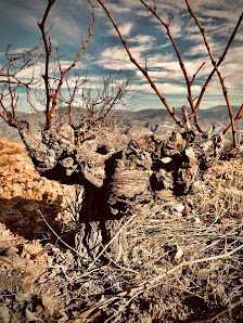 Roca Viva Wines Camino de las Minas, s/n, 29430 Montecorto, Málaga, España