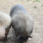 Photo n° 8 de l'avis de Christine.R fait le 27/08/2021 à 14:30 pour Natural'Parc Zoo-Attractions à Orée-d'Anjou