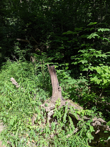 Nature Preserve «Princess Ledges Nature Preserve», reviews and photos, 4361 Spruce Ave, Brunswick, OH 44212, USA