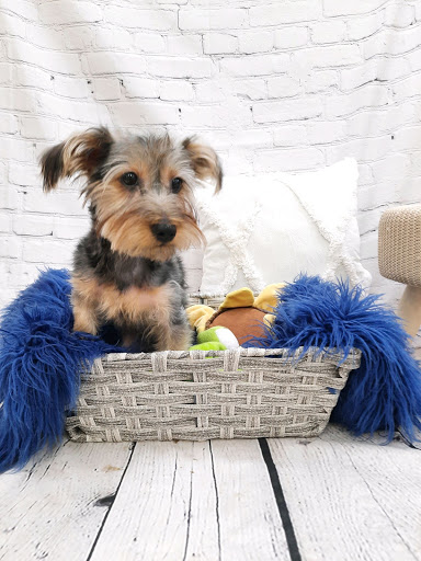 Pet Store «Petland», reviews and photos, 4082 William Penn Hwy #49B, Monroeville, PA 15146, USA