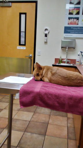 Pet Supply Store «PetSmart», reviews and photos, 1157 E North Ave, Belton, MO 64012, USA