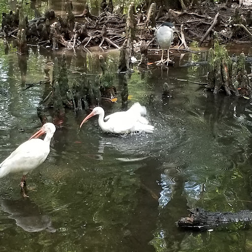 Zoo «Lowcountry Zoo», reviews and photos, 1931 Brookgreen Garden Drive, Murrells Inlet, SC 29576, USA