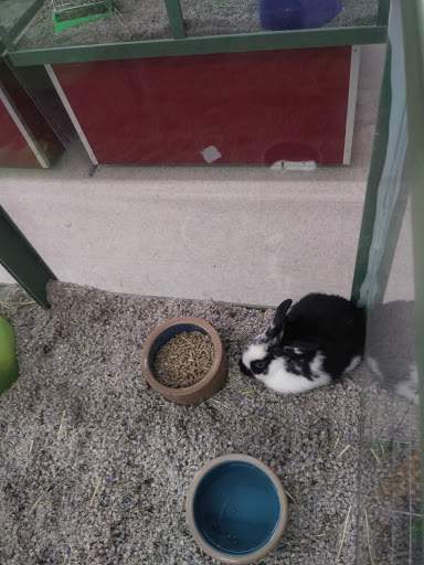 Pet Store «Petland Plano», reviews and photos, 1301 Custer Rd #405, Plano, TX 75075, USA