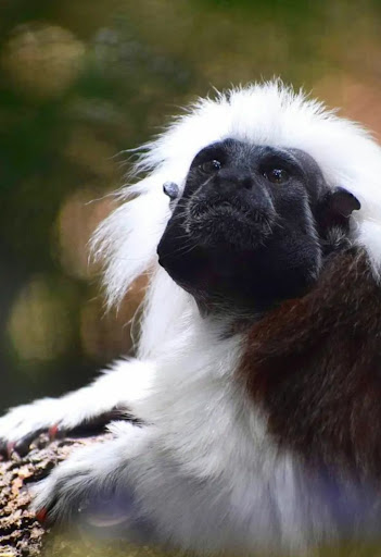 Zoo «Brevard Zoo», reviews and photos, 8225 N Wickham Rd, Melbourne, FL 32940, USA