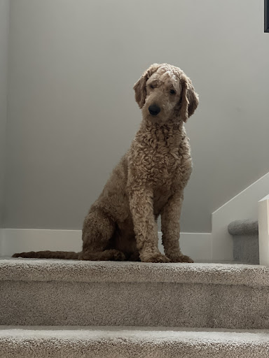 Pet Supply Store «Petco Animal Supplies», reviews and photos, 27111 167th Pl SE #113, Covington, WA 98042, USA