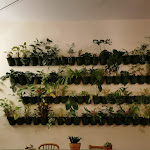 Photo n°2 de l'avis de Carmelo.c fait le 27/10/2020 à 16:33 sur le  Botanico Bar à Palermo