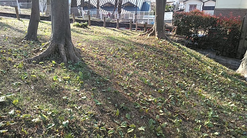 野寺カタクリ山 (野寺三丁目保全緑地)