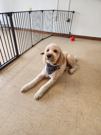 Collar N Comb Pet Grooming