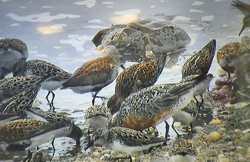 Nature Preserve «DuPont Nature Center», reviews and photos, 2992 Lighthouse Rd, Milford, DE 19963, USA