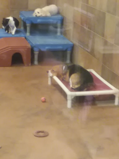 Pet Supply Store «PetSmart», reviews and photos, 3500 S Glenstone Ave, Springfield, MO 65804, USA