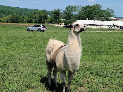 Restaurant «Hidden Valley Animal Adventure», reviews and photos, 2887 Royce Rd, Varysburg, NY 14167, USA