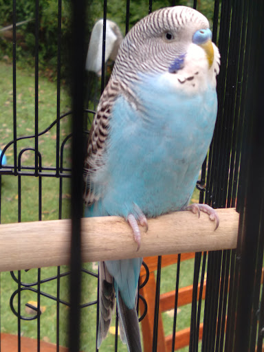 Pet Supply Store «PetSmart», reviews and photos, 13927 New Halls Ferry Road, Florissant, MO 63033, USA