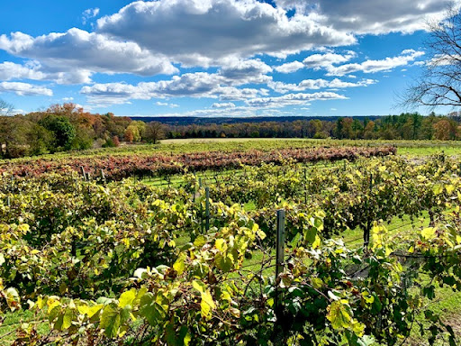 Winery «Old York Cellars», reviews and photos, 80 Old York Rd, Ringoes, NJ 08551, USA