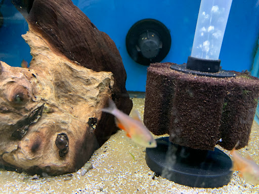 Pet Store «World of Wet Pets», reviews and photos, 8542 SW Apple Way, Portland, OR 97225, USA