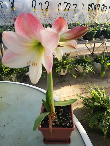 Florist «Dutch & Olgas Greenhouse», reviews and photos, 1285 NJ-36, Hazlet, NJ 07730, USA