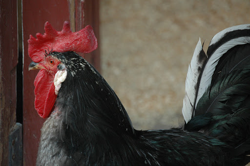 Zoo «Cosley Zoo», reviews and photos, 1356 N Gary Ave, Wheaton, IL 60187, USA