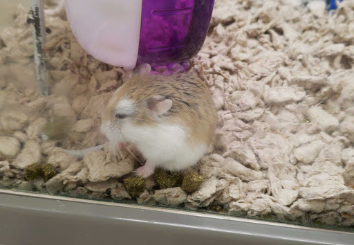 Pet Supply Store «Pet Supplies Plus», reviews and photos, 375 Paterson Ave #105, Wallington, NJ 07057, USA