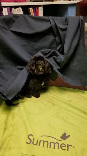 Pet Supply Store «PetSmart», reviews and photos, 11400 Financial Centre Pkwy, Little Rock, AR 72211, USA