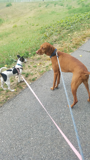 Park «Danehy Park», reviews and photos, 99 Sherman St, Cambridge, MA 02138, USA