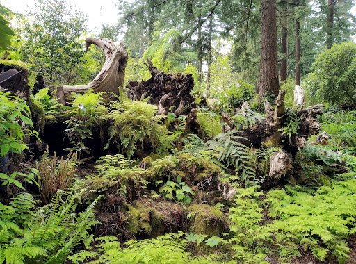 Botanical Garden «Rhododendron Species Botanical Garden», reviews and photos, 2525 S 336th St, Federal Way, WA 98003, USA