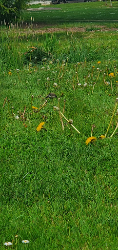 Park «Evelyn M. Schiffler Memorial Park», reviews and photos, SW Erickson Ave, Beaverton, OR 97005, USA