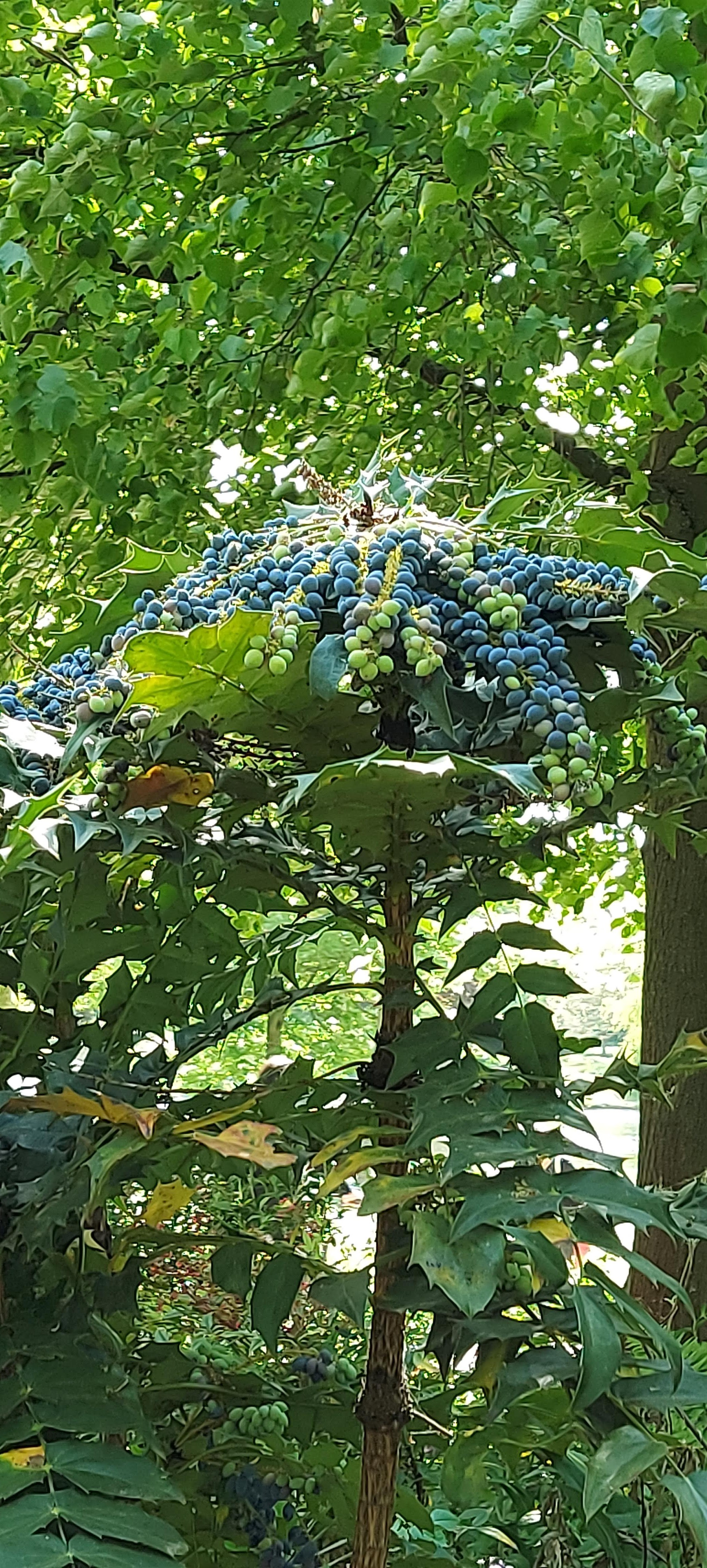 Photo n° 21 de l'avis de gwadilina.l fait le 12/05/2022 à 00:30