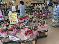 ジョイフル本田 ニューポートひたちなか店 ガーデンセンター