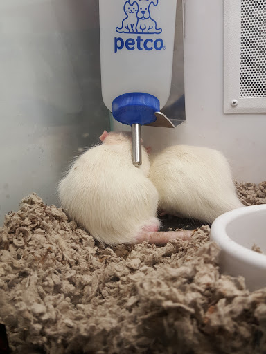 Pet Supply Store «Petco Animal Supplies», reviews and photos, 4751 W 29th St, Greeley, CO 80634, USA