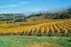 Navarro Vineyards & Winery Logo, Philo, United States, Tourist Attraction