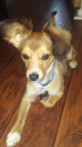 Pet Supply Store «PetSmart», reviews and photos, 2833 35th Ave, Greeley, CO 80634, USA