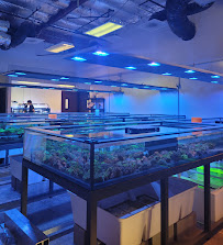 Aqua Plus Aquarium - Photo 5 - Car repair in Santa Clara, CA, Fremont