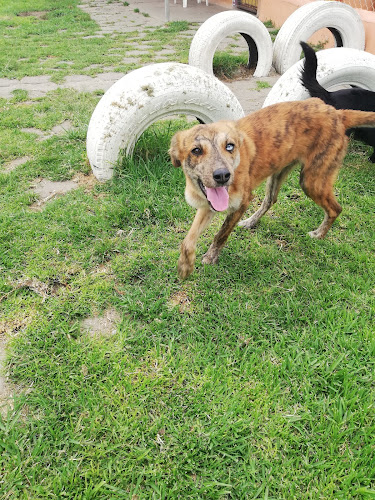 Villa Pet Hospedaje De Mascotas - Guardería