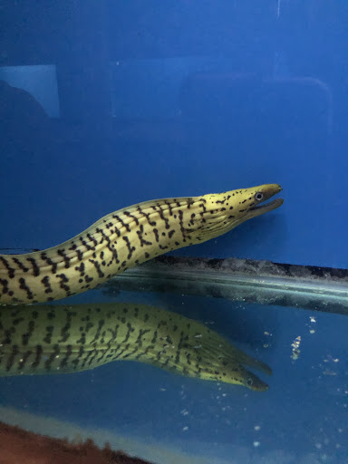 Tropical Fish Store «Ocean Aquarium», reviews and photos, 6820 E Black Horse Pike, Egg Harbor Township, NJ 08234, USA