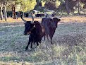 Safari Camargue Labrousse Aigues-Mortes