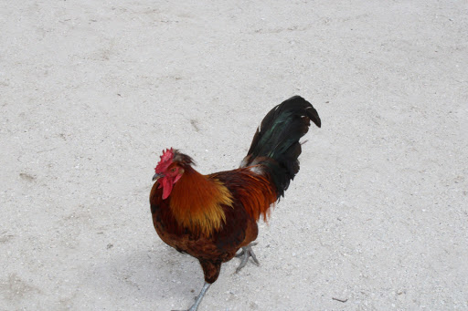 Non-Profit Organization «Big Cat Habitat & Gulf Coast Sanctuary», reviews and photos, 7101 Palmer Blvd, Sarasota, FL 34240, USA